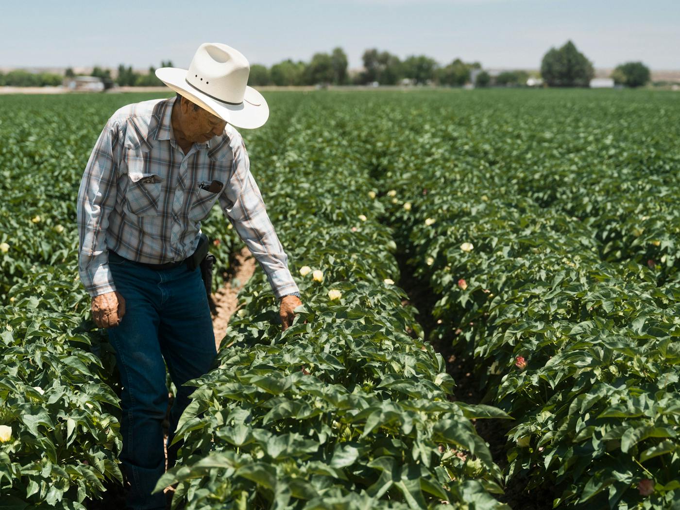 Experienced farm worker in a cotton field